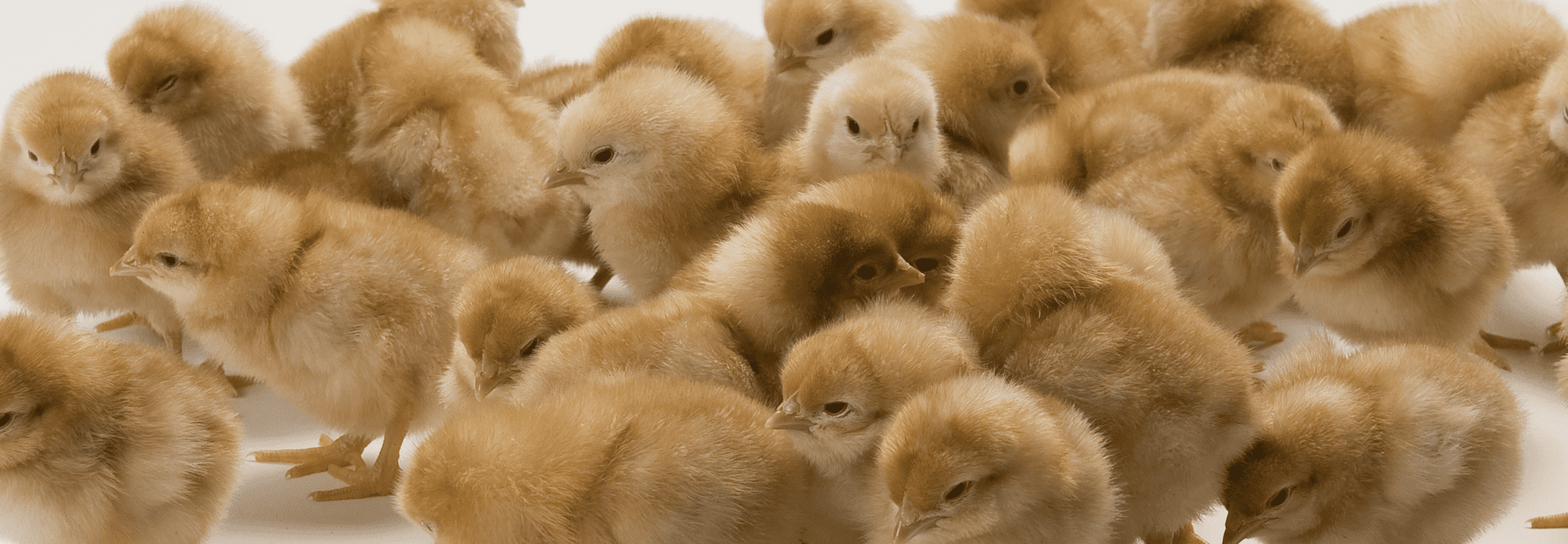 Hatcheries - Africa Feed and Food