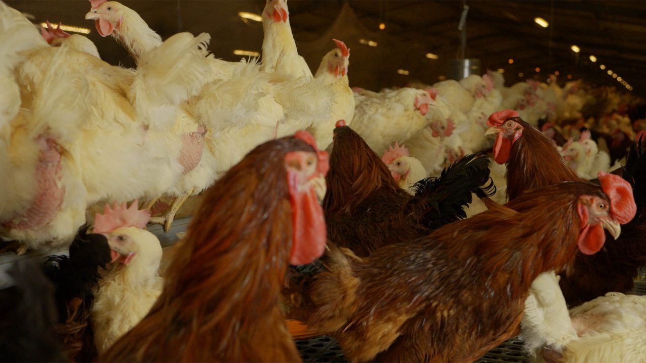 FERME-REPRO-PONTE-POULE-MARRON