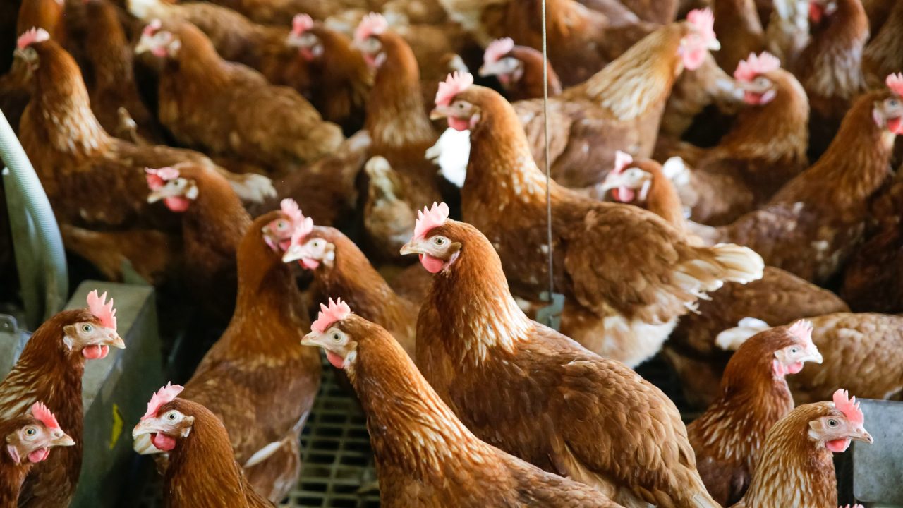 HL-brown-e1662132435545-scaled-1