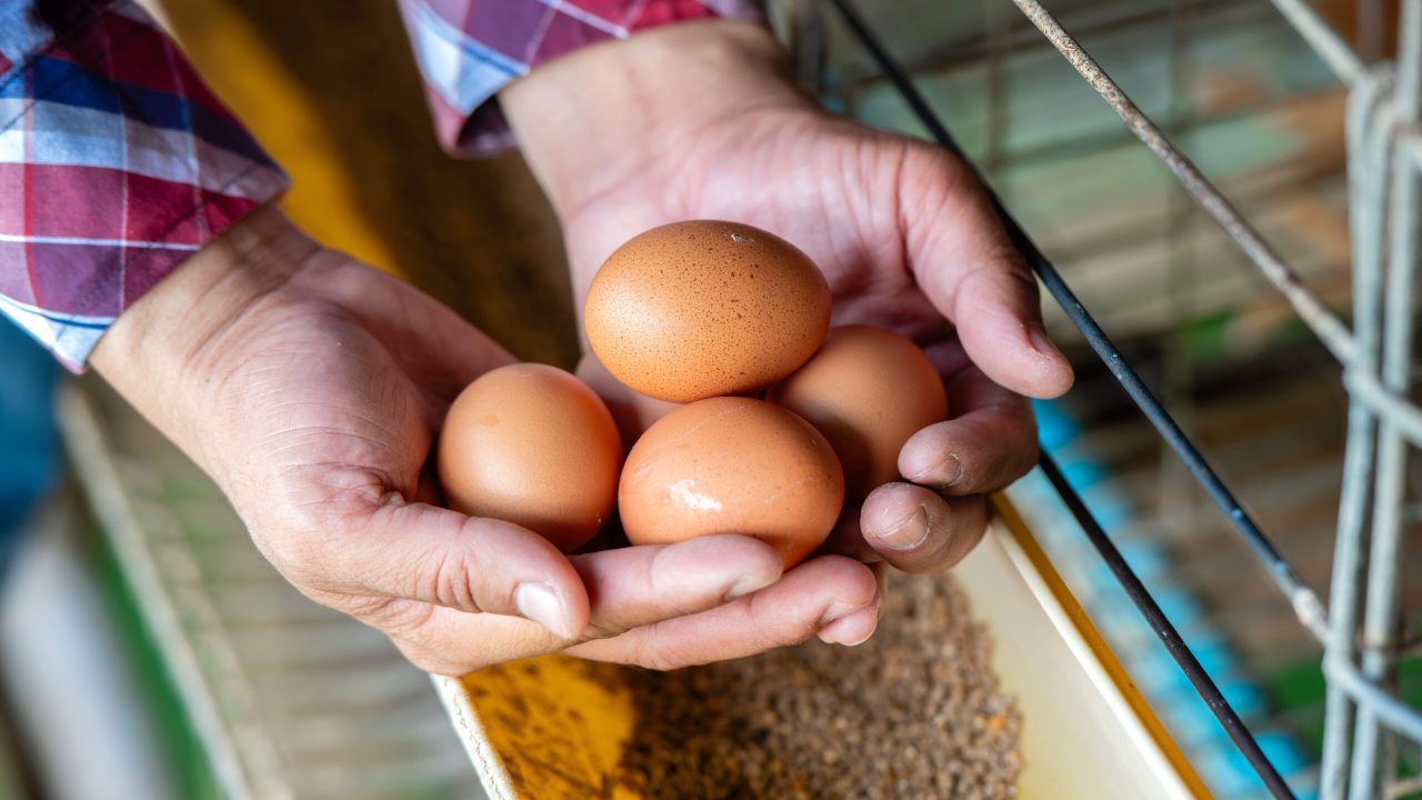 shutterstock_2331305535