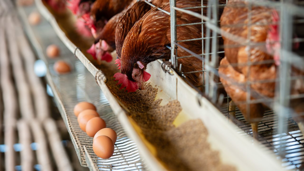 shutterstock_2331313509